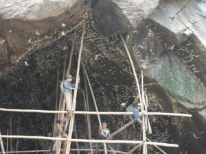 Tỉnh nào ở Việt Nam có loại yến sào được công nhận ngon nhất thế giới?