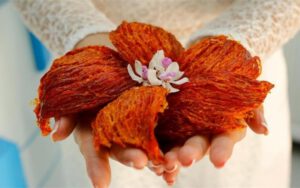 Yến sào có mấy loại? Mách bạn cách phân biệt các loại yến sào