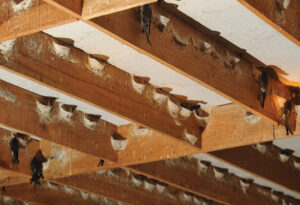 Những nguyên nhân dẫn đến nhà yến thất bại